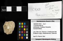 Foto (Objekt + Etiketten) von ? Goniodromites sp. 